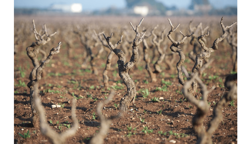 Wine_VigentidelSalento_3